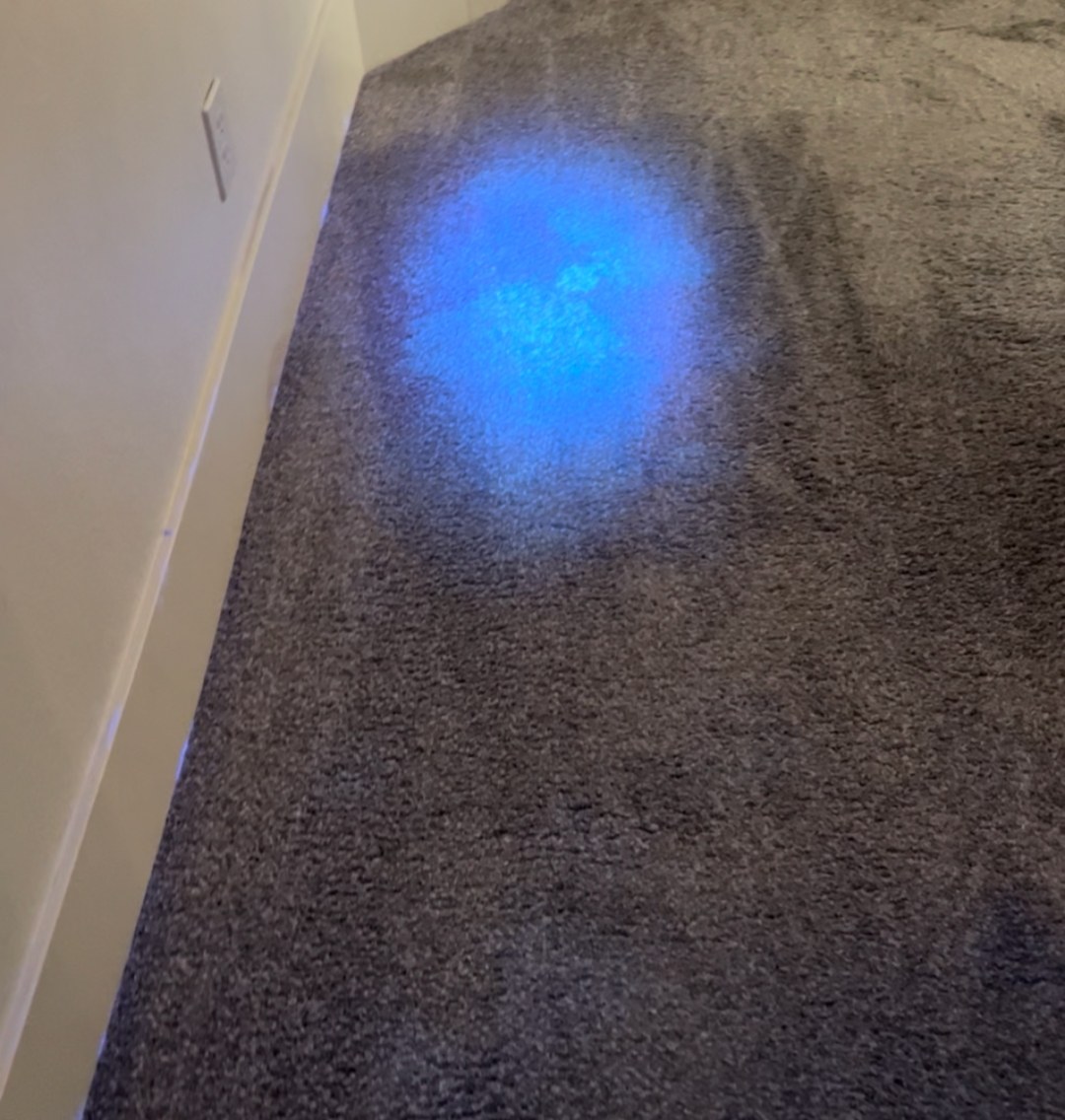 UV black light revealing a hidden pet urine spot glowing on carpet during inspection